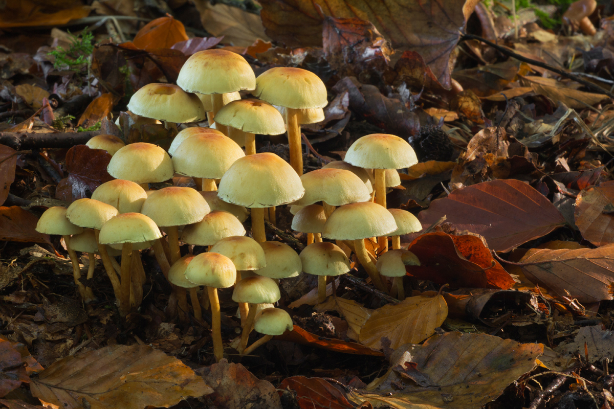 Sulphur Tuft 2